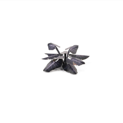 Laser Plants - Black Magic Taro